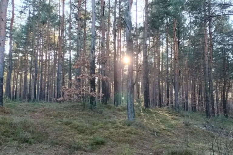 KONTROLE W POLSKICH LASACH: AKCJA "WIENIEC" RUSZA PEŁNĄ PARĄ