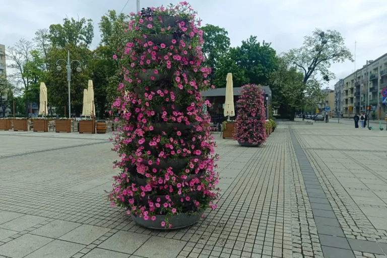 Kwiatowy zawrót głowy w centrum Częstochowy