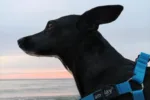 Wakacje z psem nad morzem – jak zadbać o pupila na plaży?
