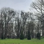 GAWRONY ZE ŚLĄSKA ZNIKAJĄ CORAZ SZYBCIEJ. NOWE DANE NIE NAPAWAJĄ OPTYMIZMEM