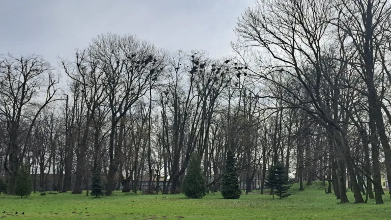 GAWRONY ZE ŚLĄSKA ZNIKAJĄ CORAZ SZYBCIEJ. NOWE DANE NIE NAPAWAJĄ OPTYMIZMEM