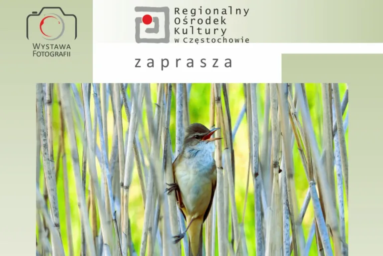 ZATRZYMAJ SIĘ NA CHWILĘ – PTAKI, WODA I CISZA