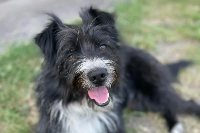 CZĘSTOCHOWA WSPIERA OPIEKĘ NAD ZWIERZĘTAMI