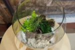 „Las w szkle – zielona moda, która ożywia wnętrza i zamyka naturę w miniaturowym świecie”