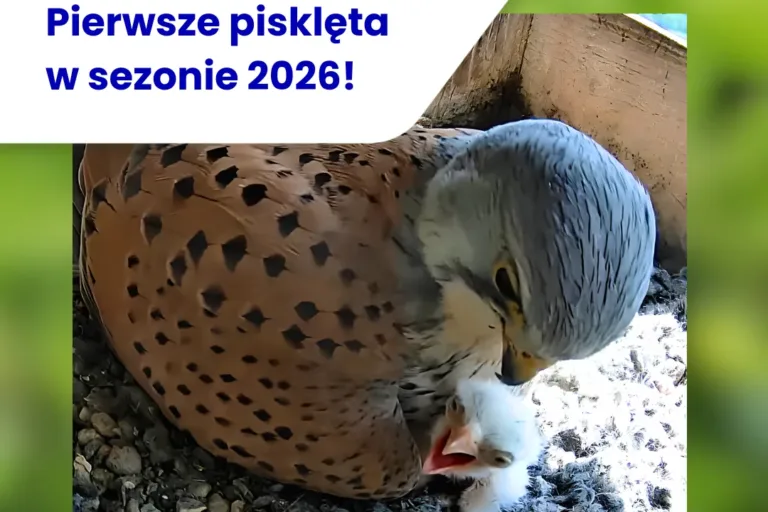 PTASIE MALUCHY PRZYSZŁY NA ŚWIAT W CEMENTOWNIACH
