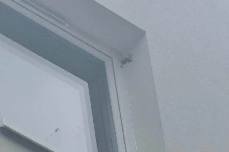 JASKÓŁKI POD OCHRONĄ. NIE NISZCZMY ICH GNIAZD
