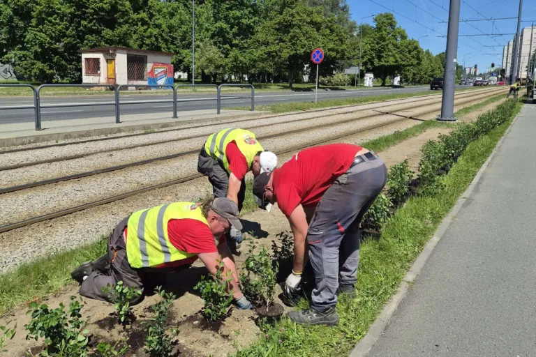 ZIELONE EKRANY PRZY TORACH. MIASTO SADZI PONAD 1400 KRZEWÓW